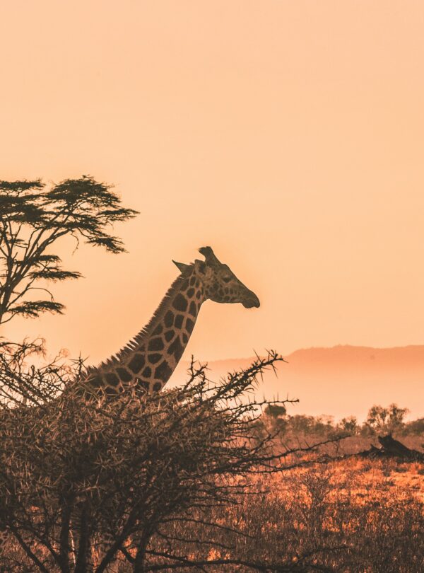 harshil-gudka-kfxEUCTUeyg-unsplash